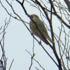 Chrysococcyx basalis (Horsfield's Bronze-Cuckoo) at Yass River, NSW - 8 Sep 2020 by SenexRugosus