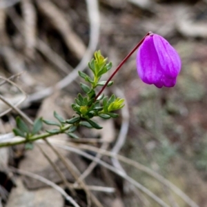 Tetratheca bauerifolia at Wee Jasper, NSW - 8 Sep 2020