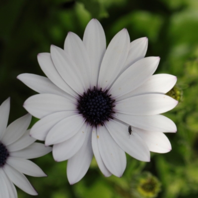 Dimorphotheca ecklonis (South African Daisy) at O'Connor, ACT - 7 Sep 2020 by ConBoekel