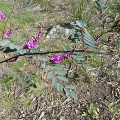 Indigofera australis subsp. australis (Australian Indigo) at Isaacs, ACT - 8 Sep 2020 by Mike