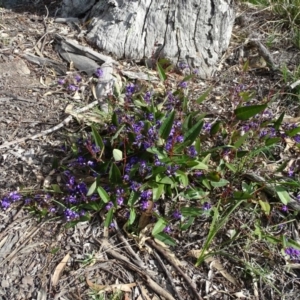 Hardenbergia violacea at Isaacs, ACT - 8 Sep 2020 03:04 PM