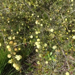 Acacia ulicifolia at Isaacs, ACT - 8 Sep 2020