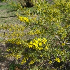 Acacia buxifolia subsp. buxifolia (Box-leaf Wattle) at Isaacs, ACT - 8 Sep 2020 by Mike