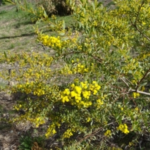 Acacia buxifolia subsp. buxifolia at Isaacs, ACT - 8 Sep 2020 03:06 PM