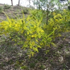 Acacia buxifolia subsp. buxifolia at Isaacs, ACT - 8 Sep 2020 03:06 PM