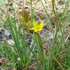 Bulbine bulbosa (Golden Lily) at Isaacs, ACT - 8 Sep 2020 by Mike