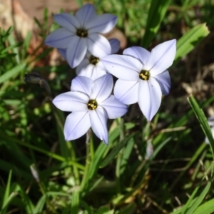 Ipheion uniflorum at Jerrabomberra, ACT - 8 Sep 2020 03:21 PM