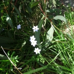 Ipheion uniflorum at Jerrabomberra, ACT - 8 Sep 2020