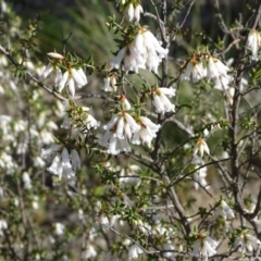 Leucopogon fletcheri subsp. brevisepalus (Twin Flower Beard-Heath) at Wanniassa Hill - 8 Sep 2020 by Mike