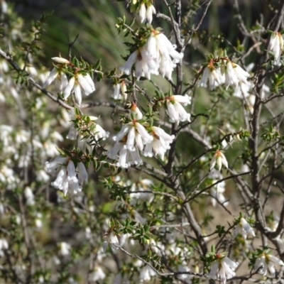 Leucopogon fletcheri subsp. brevisepalus (Twin Flower Beard-Heath) at Wanniassa Hill - 8 Sep 2020 by Mike