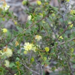 Acacia gunnii (Ploughshare Wattle) at Wanniassa Hill - 8 Sep 2020 by Mike