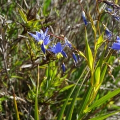 Stypandra glauca (Nodding Blue Lily) at Wanniassa Hill - 8 Sep 2020 by Mike