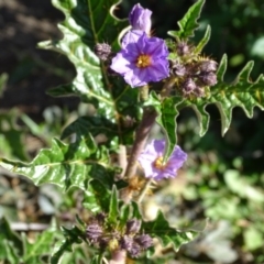 Solanum cinereum (Narrawa Burr) at Jerrabomberra, ACT - 8 Sep 2020 by Mike