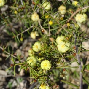 Acacia ulicifolia at Jerrabomberra, ACT - 8 Sep 2020