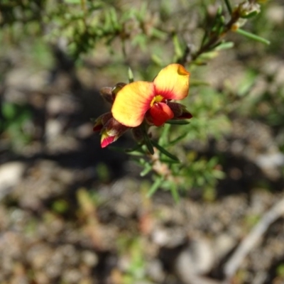 Dillwynia sericea (Egg And Bacon Peas) at Jerrabomberra, ACT - 8 Sep 2020 by Mike