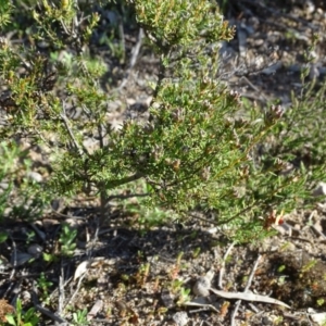 Dillwynia sericea at Jerrabomberra, ACT - 8 Sep 2020