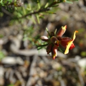 Dillwynia sericea at Jerrabomberra, ACT - 8 Sep 2020 03:41 PM