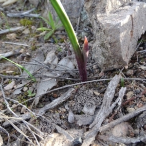 Thelymitra sp. at Tuggeranong DC, ACT - suppressed