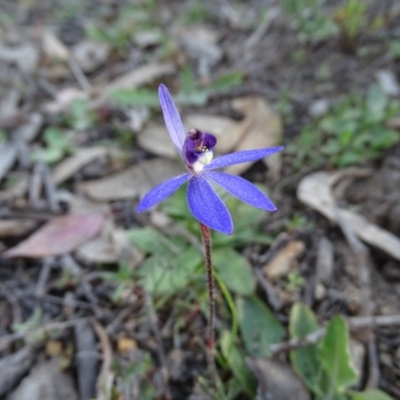 Cyanicula caerulea (Blue Fingers, Blue Fairies) at Wanniassa Hill - 8 Sep 2020 by Mike