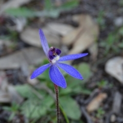 Cyanicula caerulea at Tuggeranong DC, ACT - suppressed