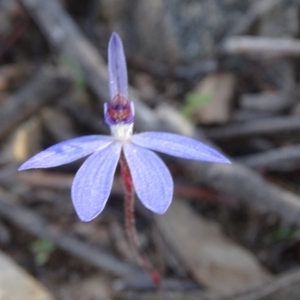 Cyanicula caerulea at Tuggeranong DC, ACT - suppressed