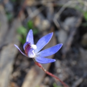 Cyanicula caerulea at Tuggeranong DC, ACT - suppressed