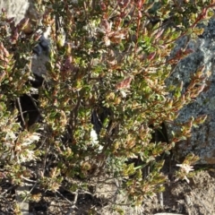 Brachyloma daphnoides (Daphne Heath) at Wanniassa Hill - 8 Sep 2020 by Mike