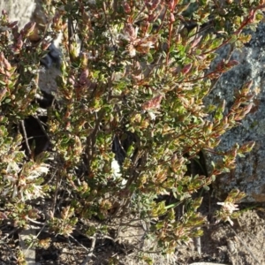 Brachyloma daphnoides at Tuggeranong DC, ACT - 8 Sep 2020