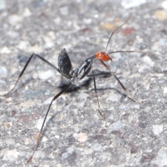 Leptomyrmex erythrocephalus (Spider ant) at Paddys River, ACT - 6 Sep 2020 by TimL