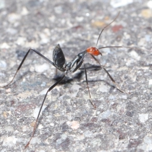 Leptomyrmex erythrocephalus at Paddys River, ACT - 6 Sep 2020 12:05 PM