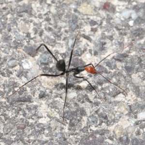 Leptomyrmex erythrocephalus at Paddys River, ACT - 6 Sep 2020 12:05 PM