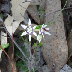 Wurmbea dioica subsp. dioica (Early Nancy) at Wanniassa Hill - 8 Sep 2020 by Mike