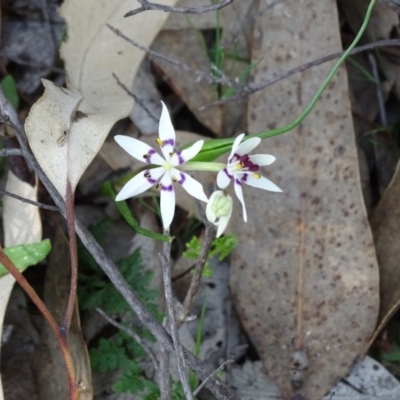 Wurmbea dioica subsp. dioica (Early Nancy) at Wanniassa Hill - 8 Sep 2020 by Mike