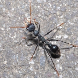 Myrmecia tarsata at Paddys River, ACT - 6 Sep 2020