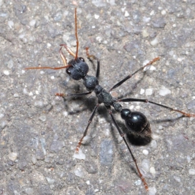 Myrmecia tarsata (Bull ant or Bulldog ant) at Paddys River, ACT - 6 Sep 2020 by TimL