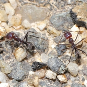 Iridomyrmex purpureus at Paddys River, ACT - 6 Sep 2020 12:41 PM