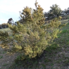 Dodonaea viscosa (Hop Bush) at Tuggeranong DC, ACT - 8 Sep 2020 by Mike