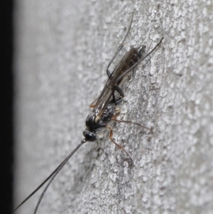 Ichneumonidae (family) at Paddys River, ACT - 6 Sep 2020 12:29 PM