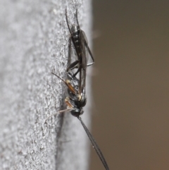 Ichneumonidae (family) at Paddys River, ACT - 6 Sep 2020 12:29 PM