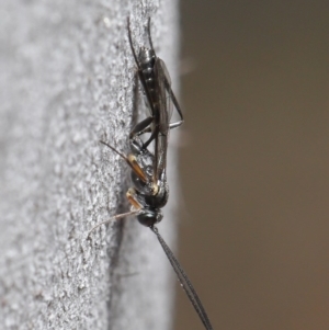 Ichneumonidae (family) at Paddys River, ACT - 6 Sep 2020 12:29 PM