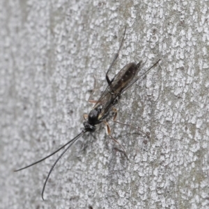 Ichneumonidae (family) at Paddys River, ACT - 6 Sep 2020 12:29 PM