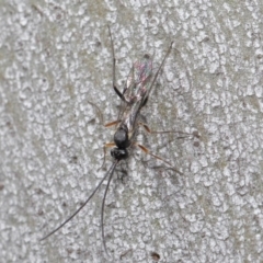 Ichneumonidae (family) at Paddys River, ACT - 6 Sep 2020 12:29 PM