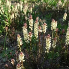 Stackhousia monogyna (Creamy Candles) at Tuggeranong DC, ACT - 8 Sep 2020 by Mike