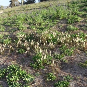 Stackhousia monogyna at Tuggeranong DC, ACT - 8 Sep 2020