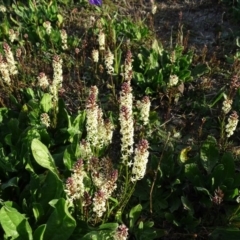 Stackhousia monogyna at Tuggeranong DC, ACT - 8 Sep 2020