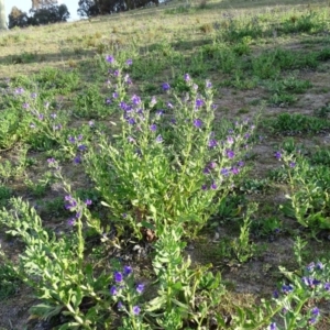 Echium plantagineum at Tuggeranong DC, ACT - 8 Sep 2020