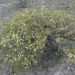 Acacia ulicifolia (Prickly Moses) at Tuggeranong DC, ACT - 8 Sep 2020 by Mike