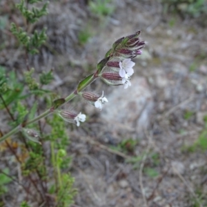 Silene gallica var. gallica at Tuggeranong DC, ACT - 8 Sep 2020