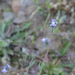 Linaria arvensis (Corn Toadflax) at Tuggeranong DC, ACT - 8 Sep 2020 by Mike