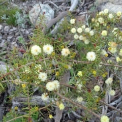 Acacia ulicifolia (Prickly Moses) at Tuggeranong DC, ACT - 8 Sep 2020 by Mike